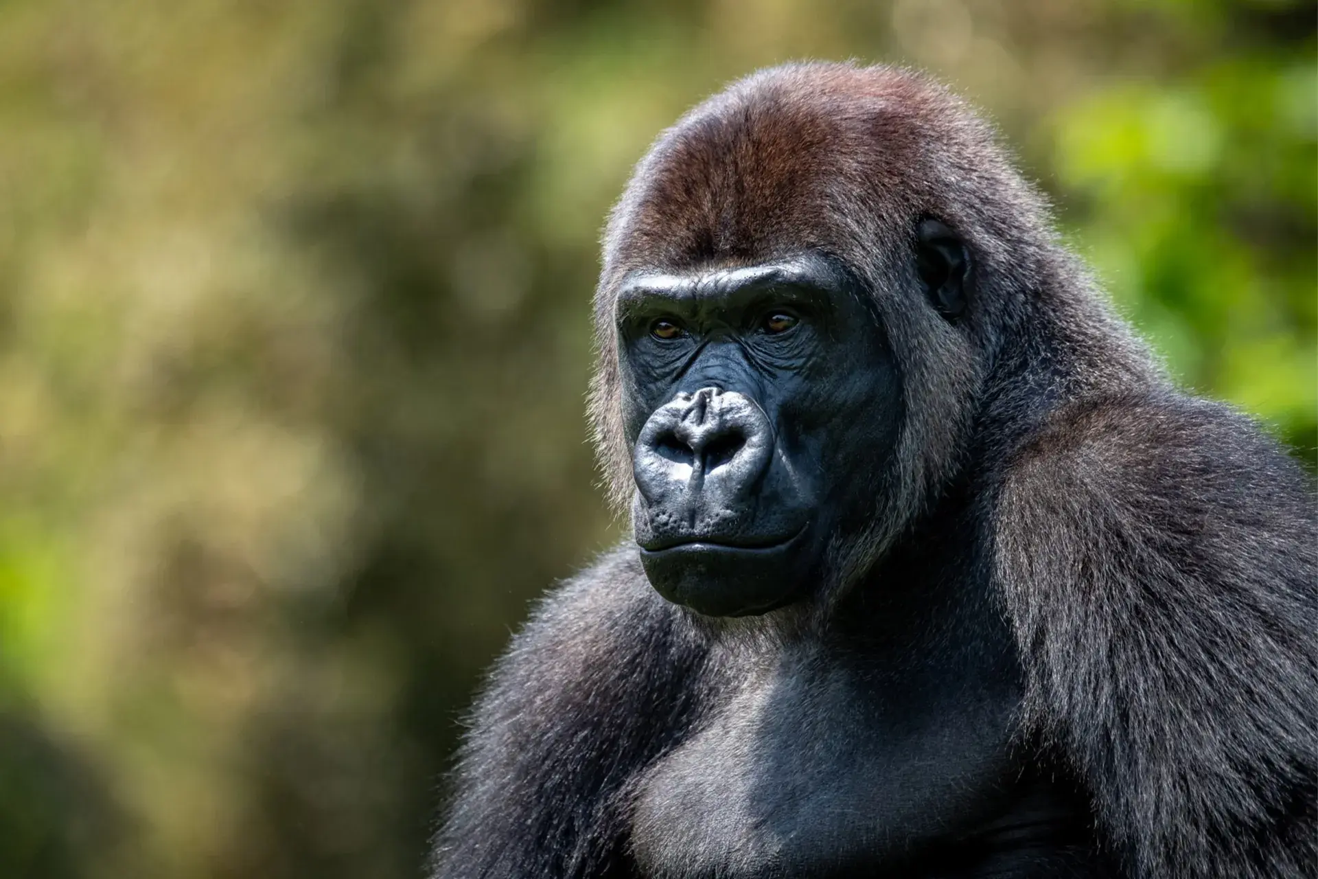Are There Gorillas in the Serengeti?