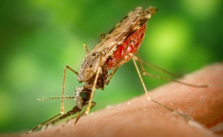 Do I Need Malaria Pills for Serengeti?