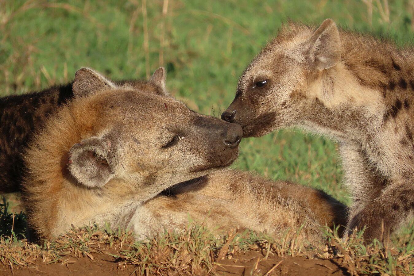 The Serengeti Hyenas - How Many Hyenas are in the Serengeti?