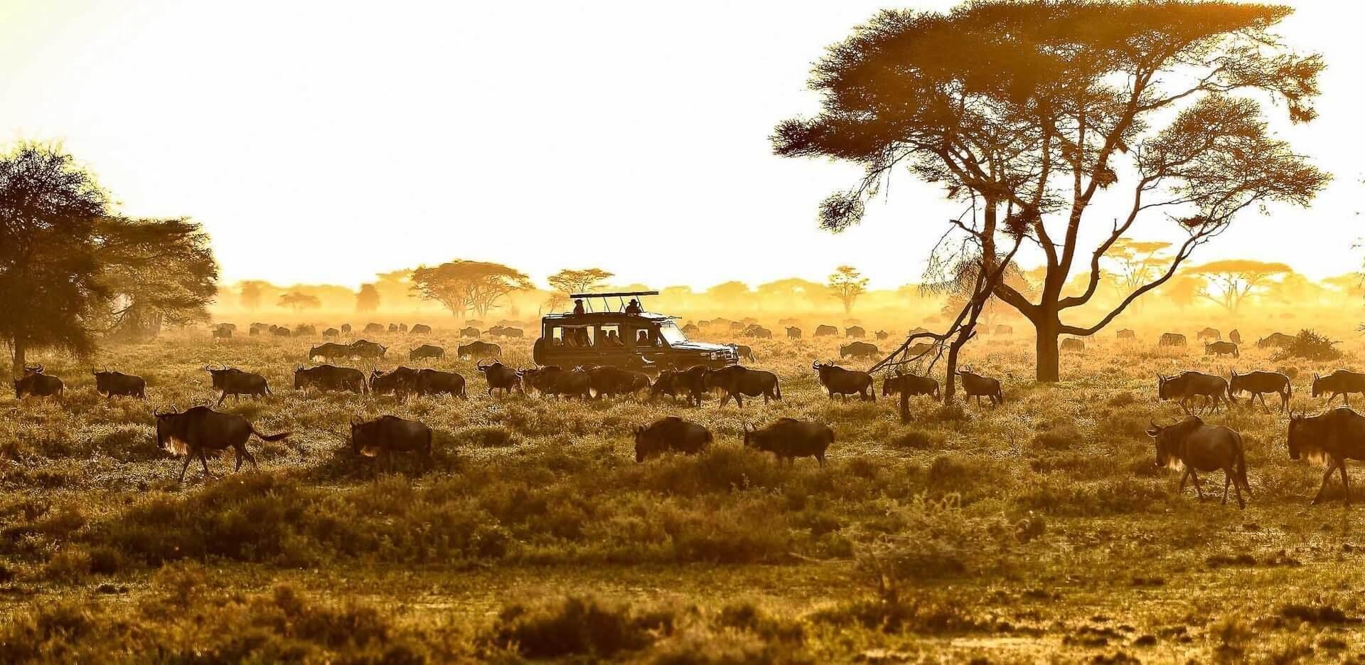 Is Serengeti Safe for Tourists