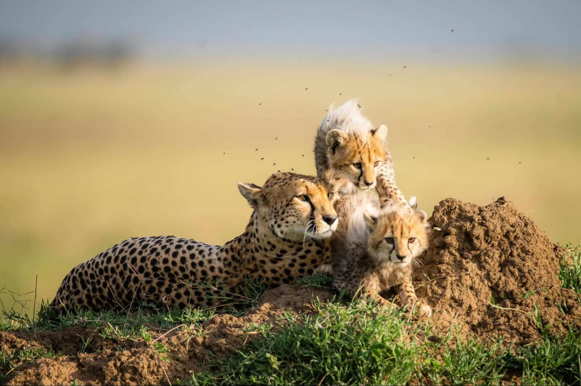 The Serengeti Cheetahs - How Many Cheetahs in Serengeti