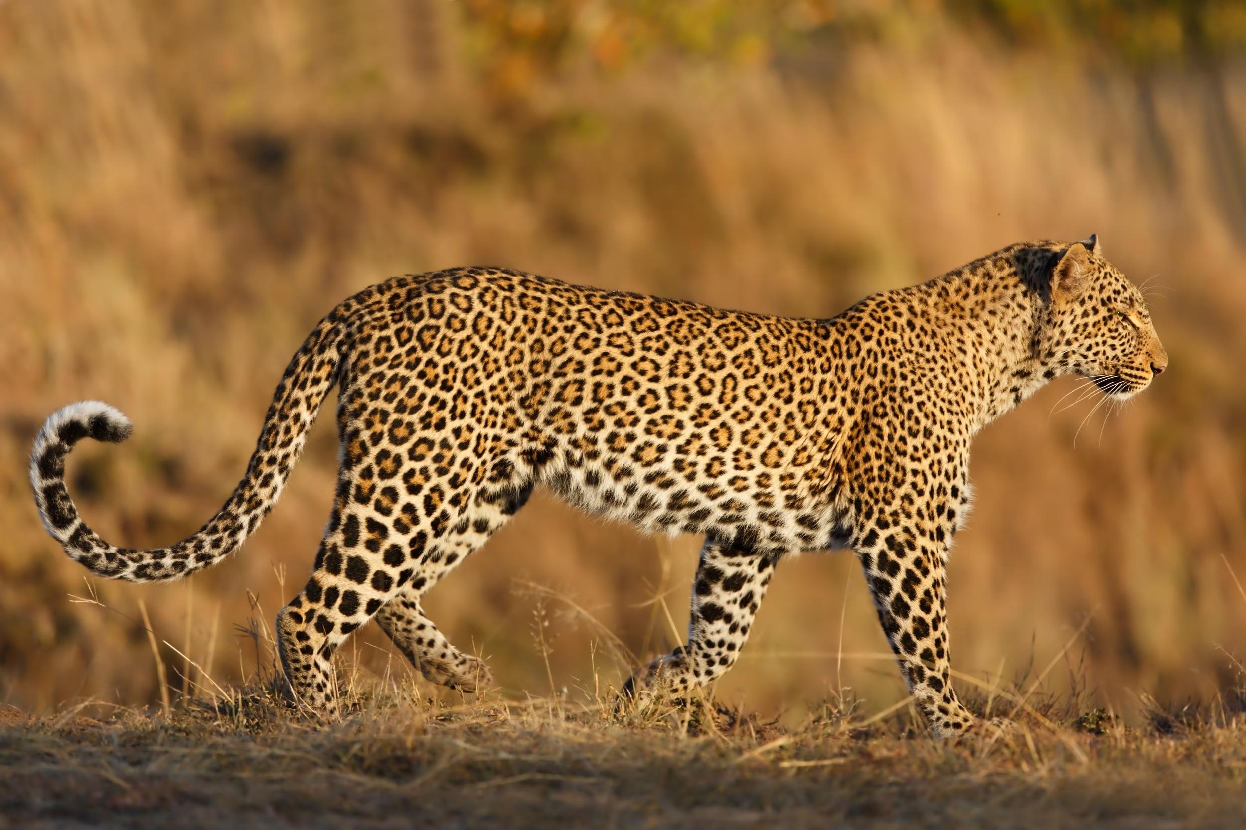 The Serengeti Leopards - How Many Leopards are in Serengeti