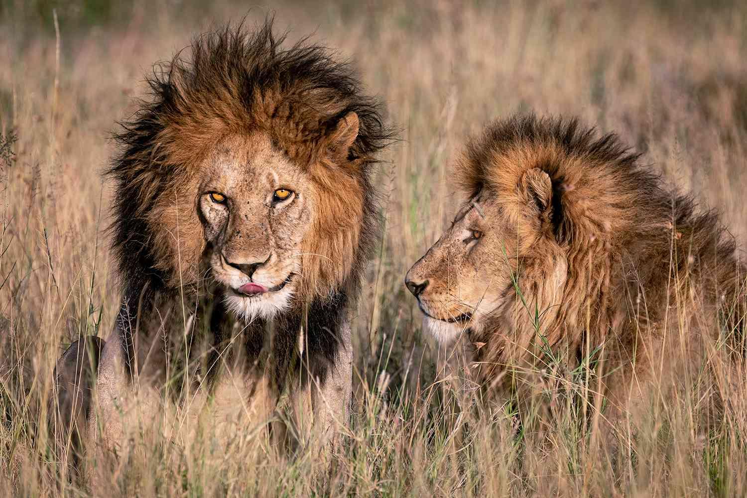 The Serengeti Lions - How Many Lions Are in the Serengeti?