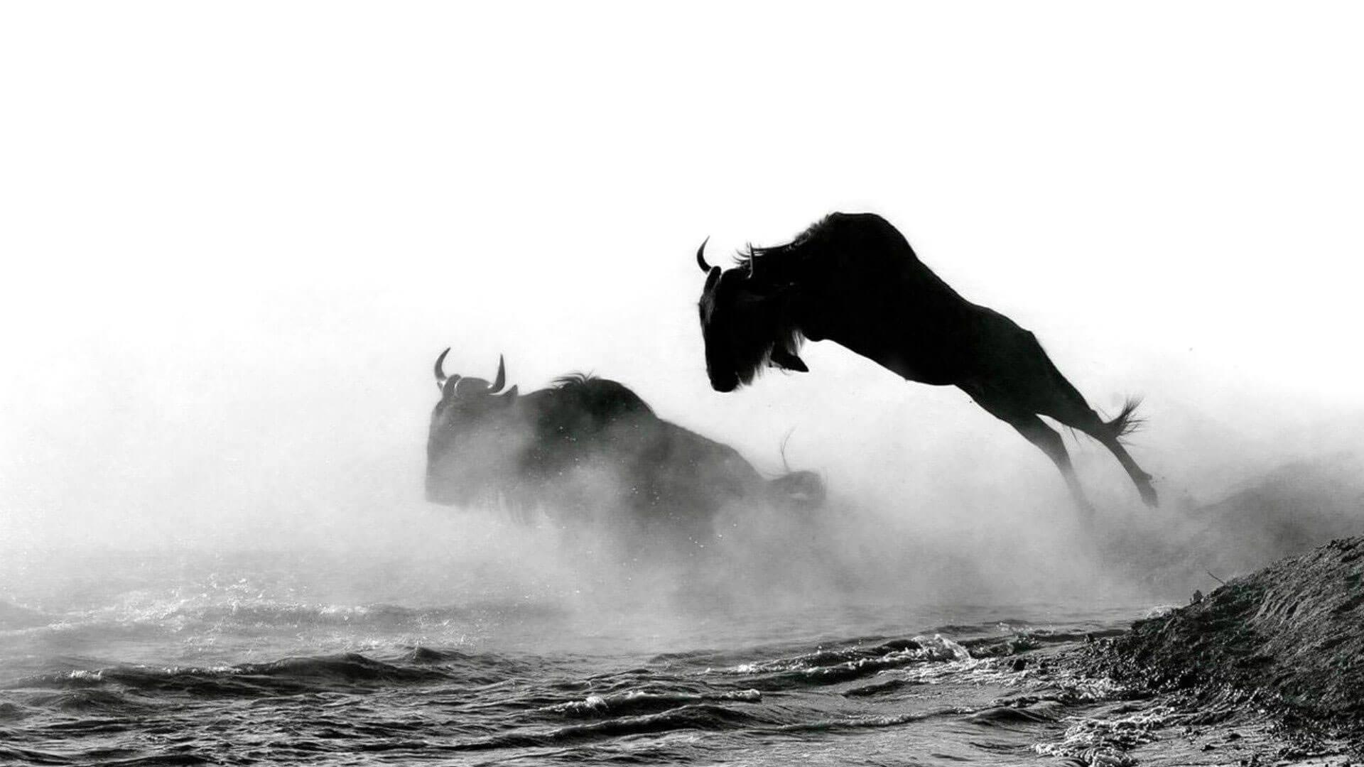 Is the Serengeti in West Africa?