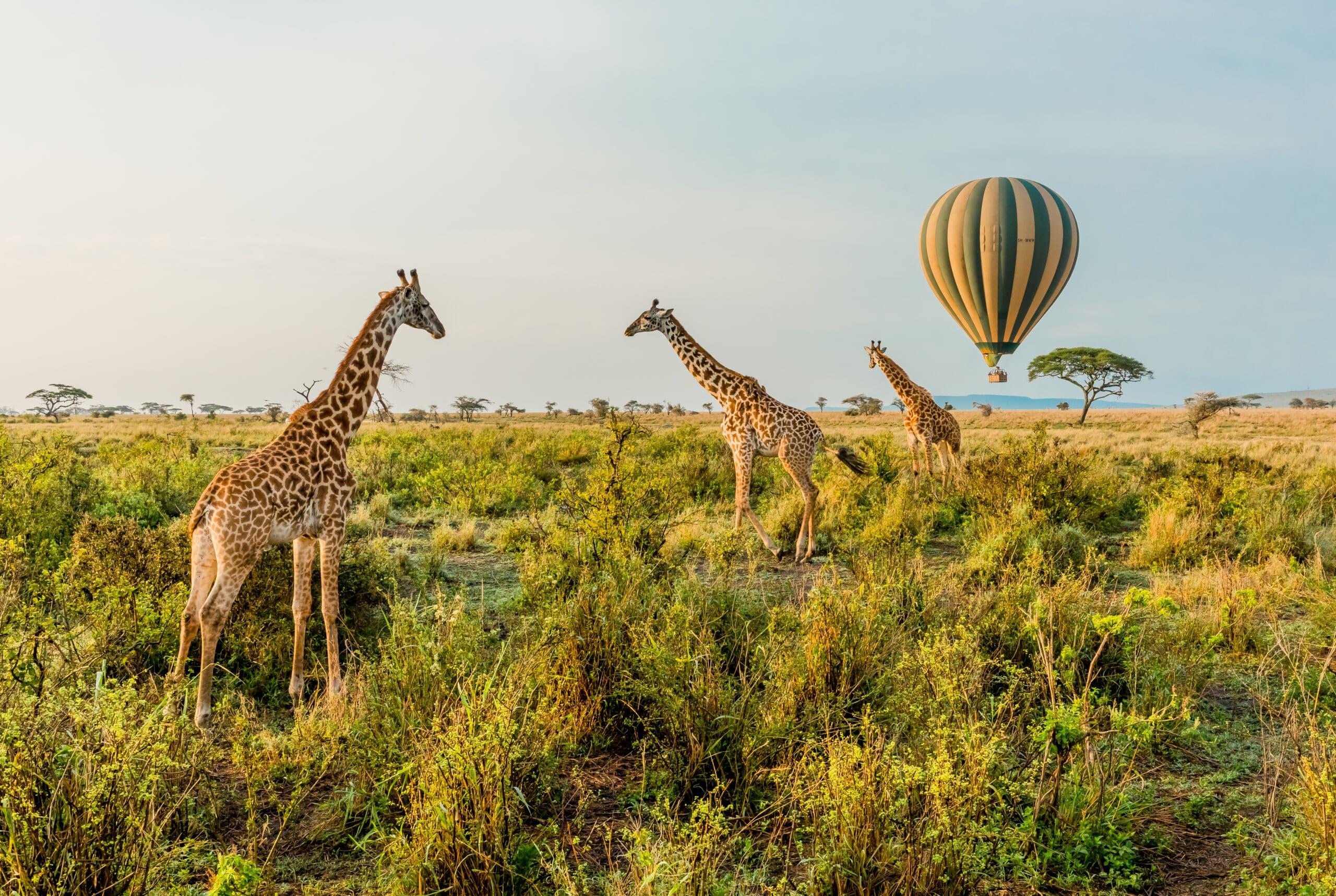 What is Serengeti National Park Famous For