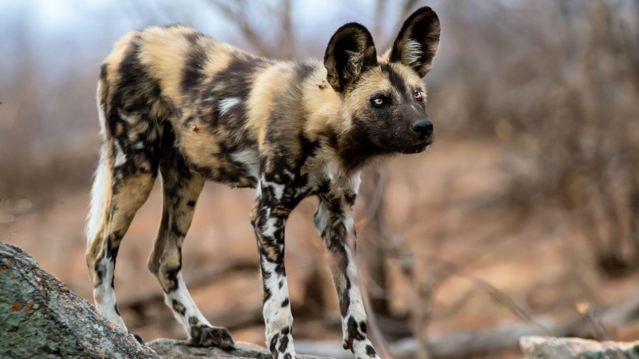 What Rare Animals Are in the Serengeti?