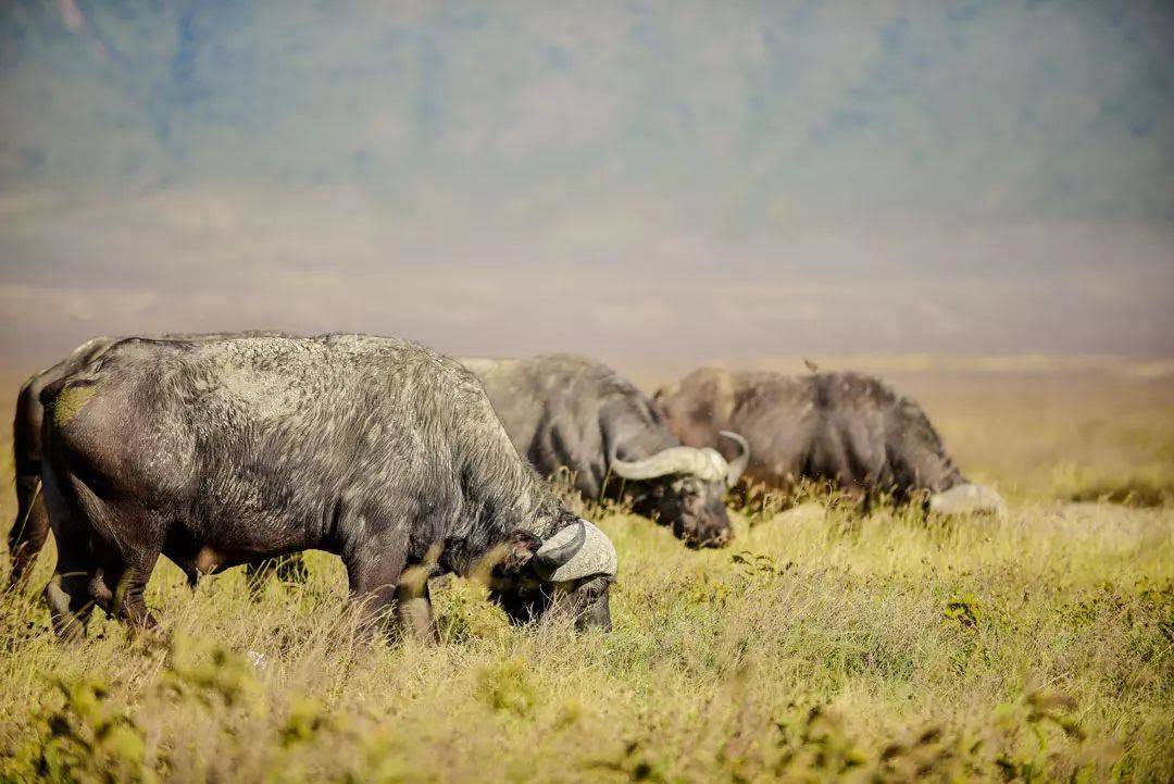Serengeti Plant Life