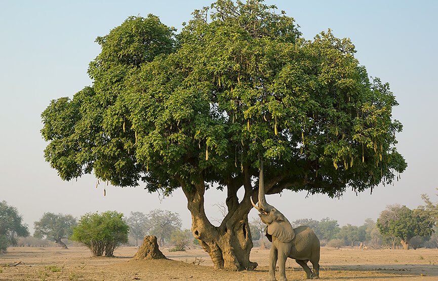 Serengeti Flora and Vegetation Zones